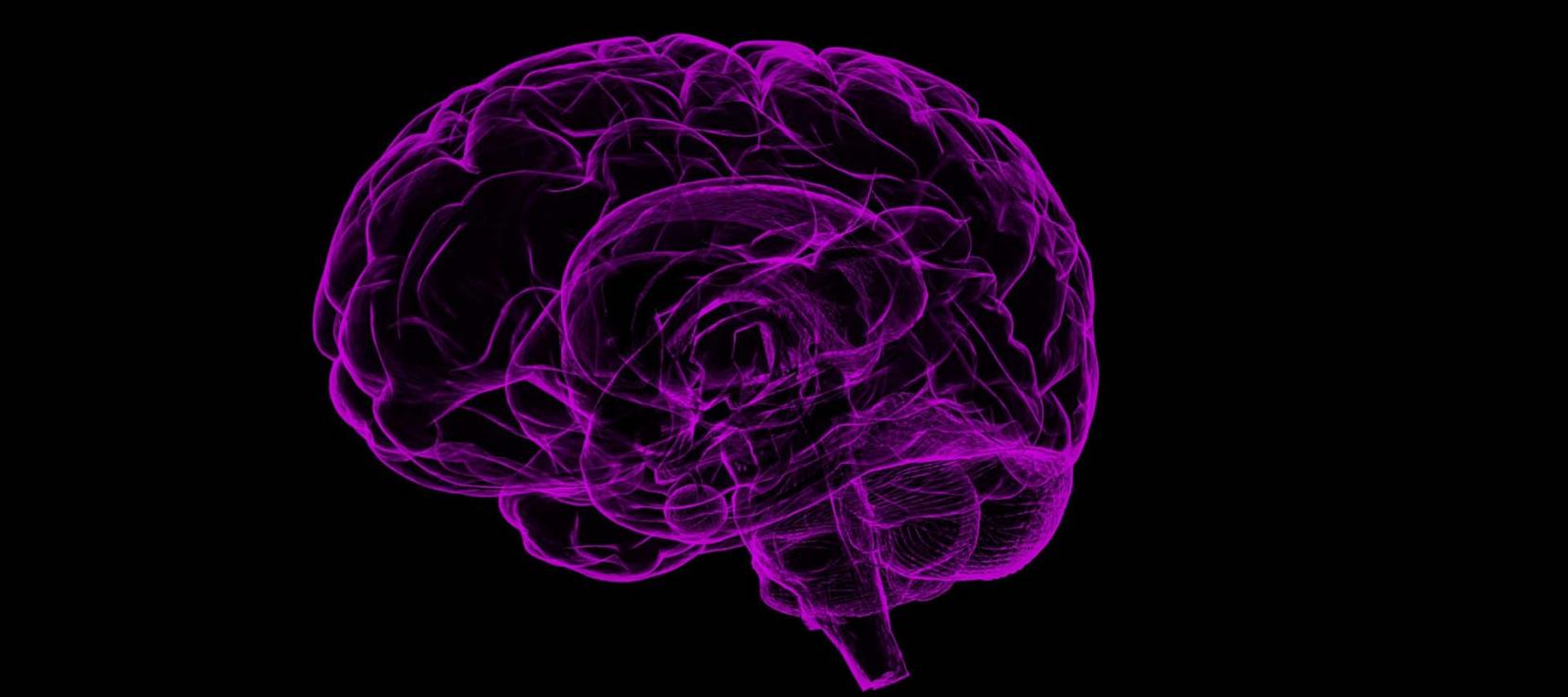 représentation graphique du cerveau